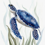 Blues Turtles -1